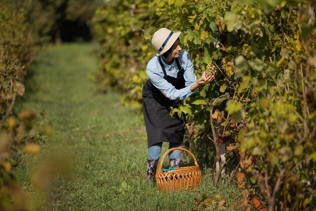 Femme récoltant du raisin sur le vignoble