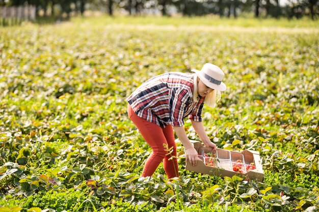 Femme de récolte sur le champ de fraises.