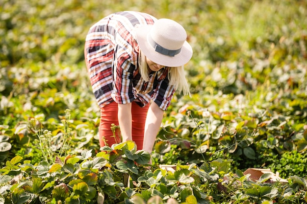 Femme de récolte sur le champ de fraises.
