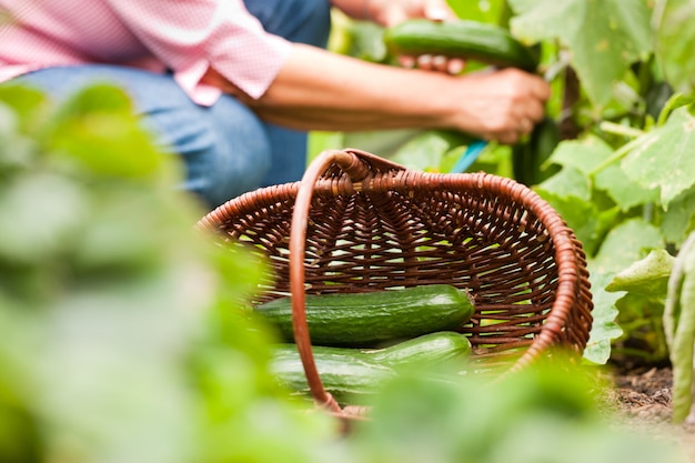 Femme, récolte, concombres, jardin