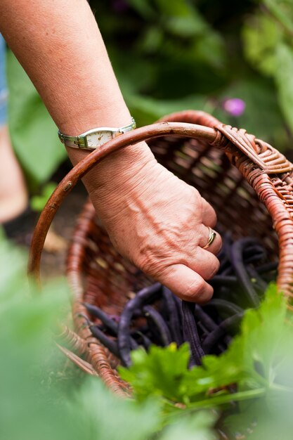 Femme, récolte, concombres, jardin