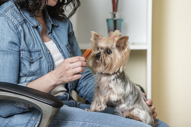 Femme récolte, donner, casse-croûte, à, chien