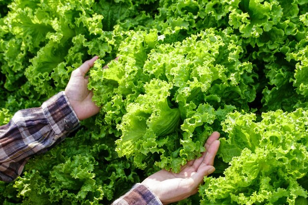 Une femme récolte de la laitue verte dans une ferme biologique. agriculteur producteur d'aliments bio. Légumes frais.