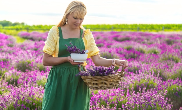 Une femme recueille des fleurs de lavande pour l'huile essentielle Mise au point sélective