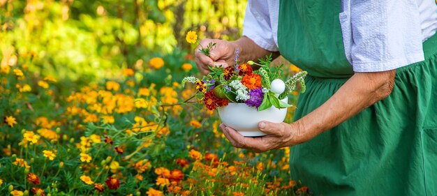 La femme recueille des herbes médicinales et des fleurs. Mise au point sélective.