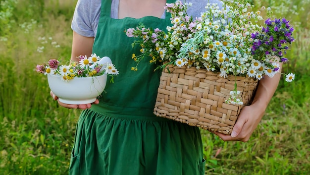 La femme recueille des herbes médicinales. Mise au point sélective. Nature.