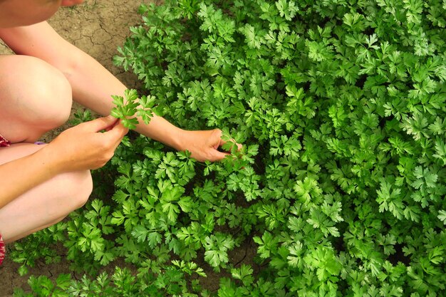 une femme recueille le persil dans le jardin jardinage et culture du concept de verdure