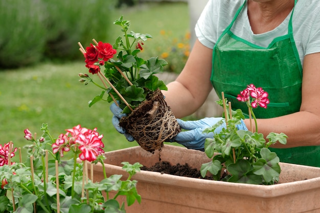 Femme, rempotage, géranium, fleurs