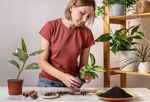 Femme replantant une jeune plante Dieffenbachia dans un nouveau pot de fleurs