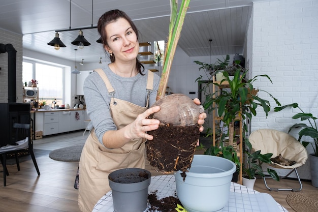 Une femme replante une noix de cocotier avec un morceau de terre et des racines dans un pot à la maison à l'intérieur Entretien de la serre et culture de plantes tropicalesx9