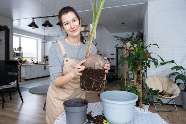 Une femme replante une noix de cocotier avec un morceau de terre et des racines dans un pot à la maison à l'intérieur Entretien de la serre et culture de plantes tropicalesx9