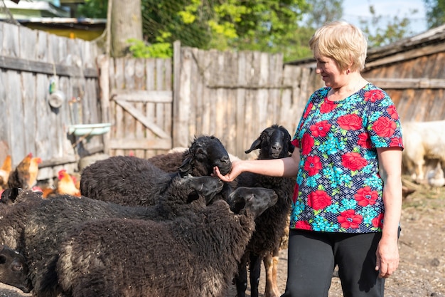 Femme à sa ferme ovine, animaux et nature