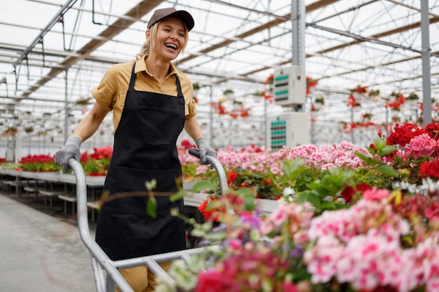 Femme satisfaite en tablier et casquette poussant une brouette pleine de fleurs à travers la serre