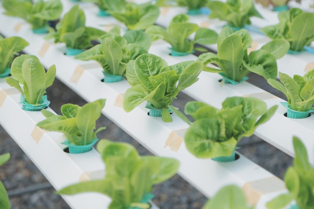 Femme scientifique examinant une plante dans une ferme à effet de serre scientifiques tenant un équipement pour une usine de recherche dans une ferme biologique Contrôle de la qualité pour une ferme maraîchère hydroponique