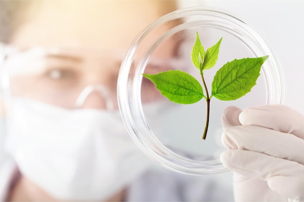 Une femme scientifique tient une plante verte