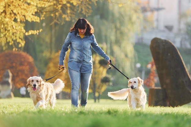 Une femme se promène avec deux chiens Golden Retriever dans le parc