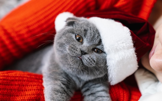 Femme avec son joli chat moelleux à Noël gris mignon chaton scottish fold avec Santa Hat Pets style de vie et concept Holdiay