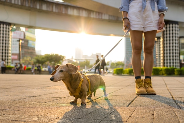 Une femme sort avec un chien dachshund dans la ville au coucher du soleil.