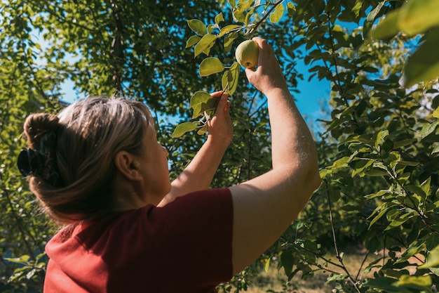 Femme en t-shirt rouge cueillir des pommes de l'arbre dans le jardin d'été