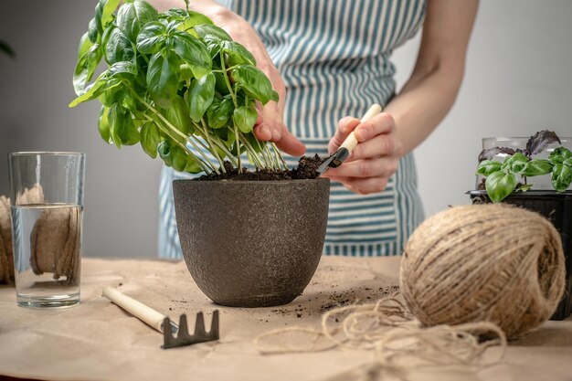 Une femme en tablier plante un basilic vert dans un pot et remplit le sol à l'aide d'une pelle Concept agricole soin des jeunes plantes semis et passe-temps