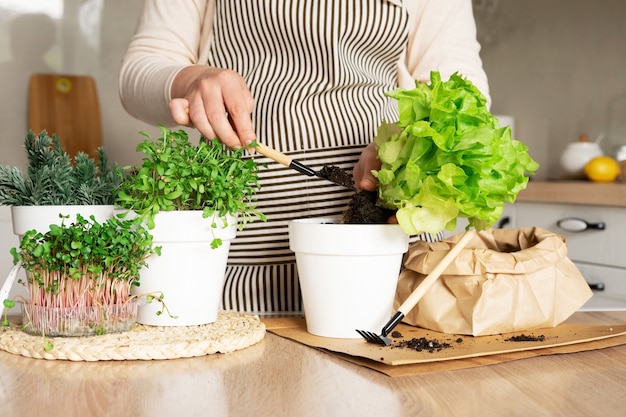 Une femme en tablier plante de la laitue dans un pot de terre à l'aide de mini outils de jardin. Jardin potager avec laitue, romarin et micropousses dans la cuisine.