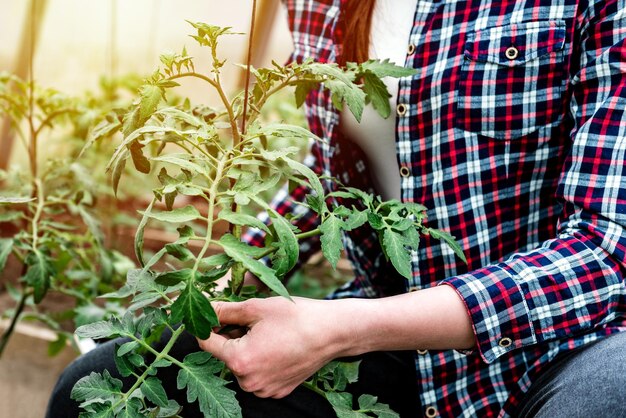 Femme taillant le plant de tomate en serre.