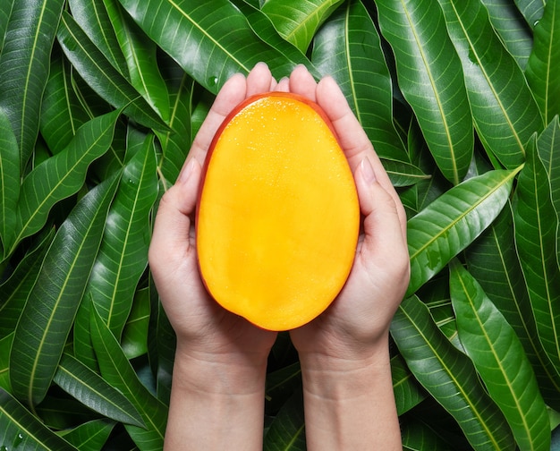 Femme tenant une belle mangue juteuse fraîche coupée sur des feuilles vertes