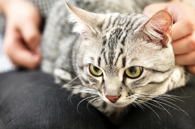 Femme tenant un chat mignon se bouchent