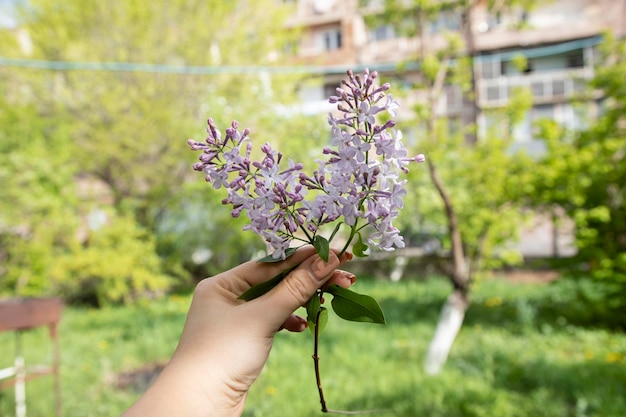 Femme tenant du lilas violet