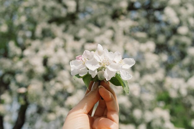 Femme tenant des fleurs de printemps dans ses mains Fleurs de printemps Résumé arrière-plan flou Printemps