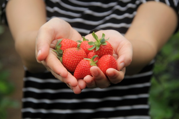 une femme tenant des fraises fraîches à la ferme