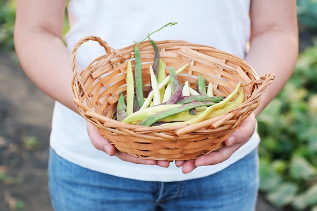 Femme tenant des haricots verts du cru