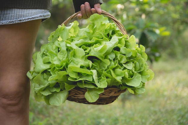 Femme tenant des légumes verts frais crus dans le panier sur fond de nature.