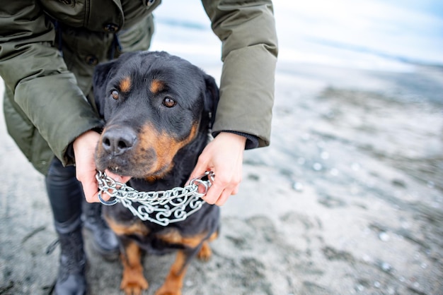 Femme tenant et mettant le collier pour chien rottweiler par temps froid