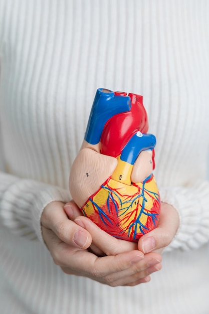 Femme tenant un modèle de cœur humain Maladies cardiovasculaires Athérosclérose Cœur hypertendu Cœur valvulaire Fenêtre aortopulmonaire monde Journée du cœur et concept de santé