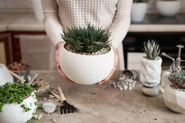 Une femme tenant une plante d'aloe aristata avec des racines à replanter