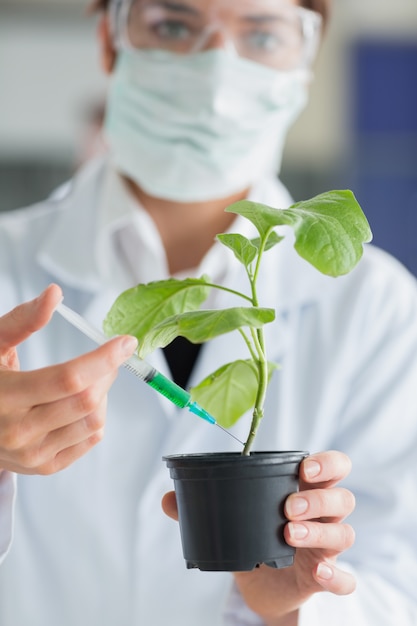 Femme tenant une plante en injectant une tige