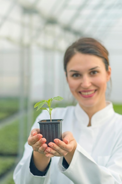 Femme tenant une plante en pot en serre pépinière. Serre de semis.