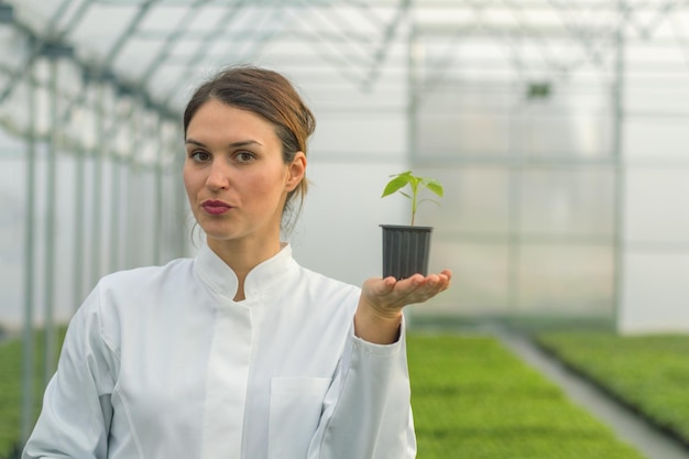 Femme tenant une plante en pot en serre pépinière. Serre de semis.