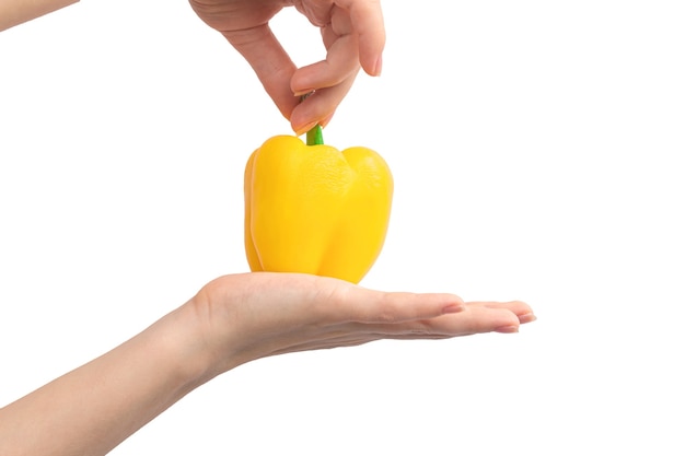 Femme tenant le poivron jaune dans les mains, isolé sur fond blanc. Vue rapprochée du poivre bulgare jaune