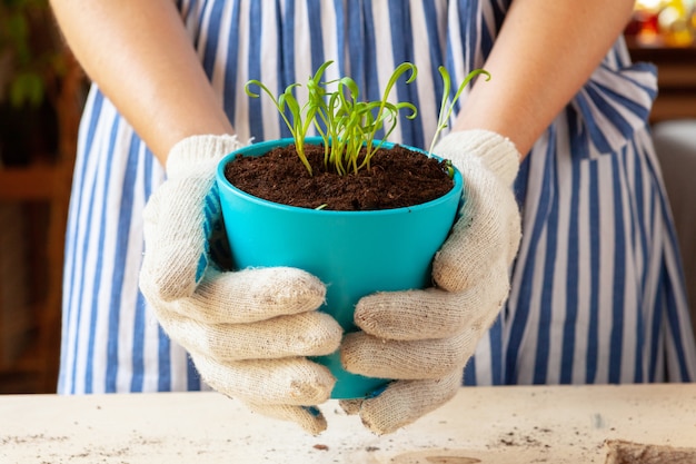 Femme tenant un pot avec un germe dans ses mains. Jardinage