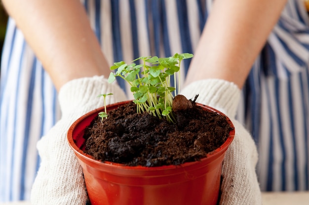 Femme tenant un pot avec une pousse dans ses mains concept de jardinage