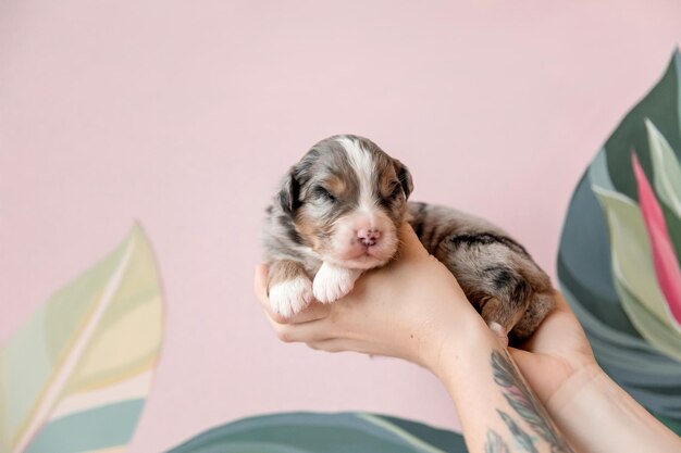 Une femme tient un chiot qui porte un tatouage sur son bras.