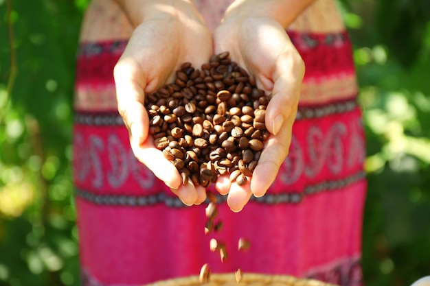 Femme tient dans les mains des grains de café torréfiés