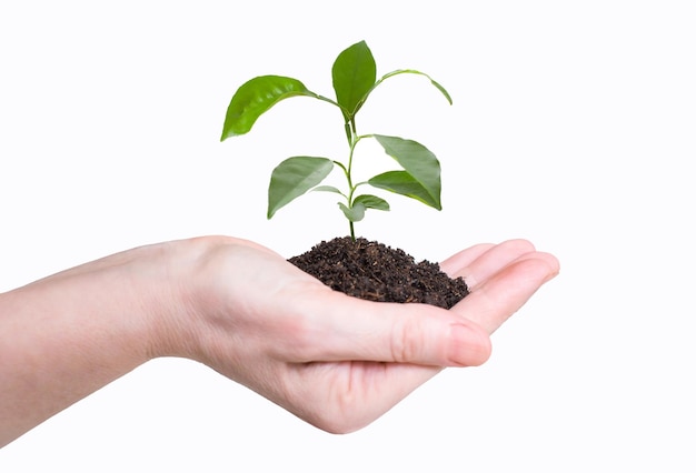 Une femme tient dans sa main une jeune plante de mangue avec de la terre sur un fond blanc