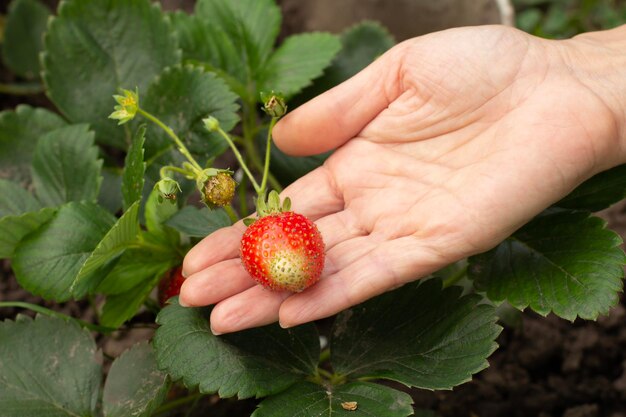 La femme tient la fraise mûre à disposition