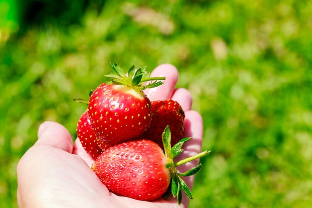 La femme tient de grosses fraises mûres et rouges