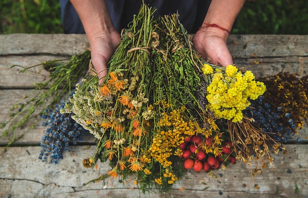 Une femme tient des herbes médicinales dans ses mains Focus sélectif