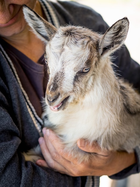 Une femme tient une jeune chèvre sur ses mains. Prendre soin des animaux. Animaux et personnes_