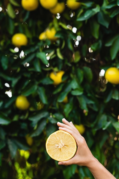 La femme tient la moitié du citron dans sa main sur le fond de citronnier